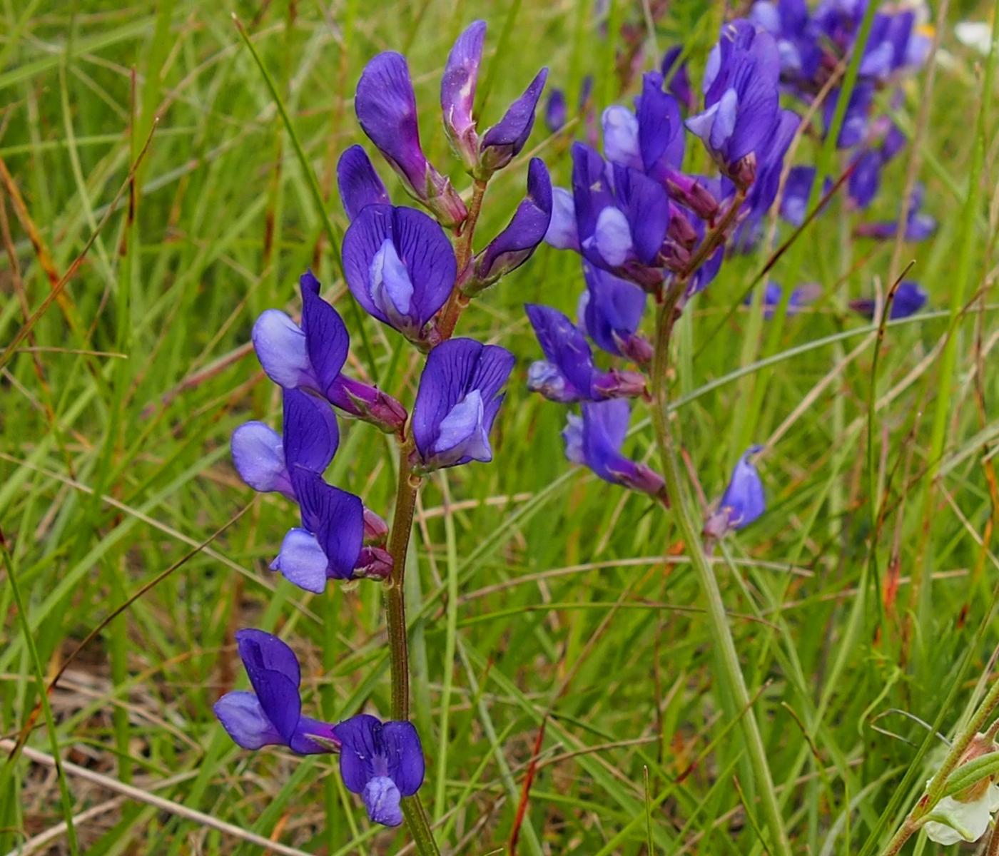 False Sainfoin flower